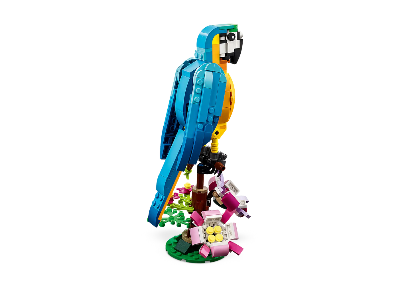 Exotic Parrot