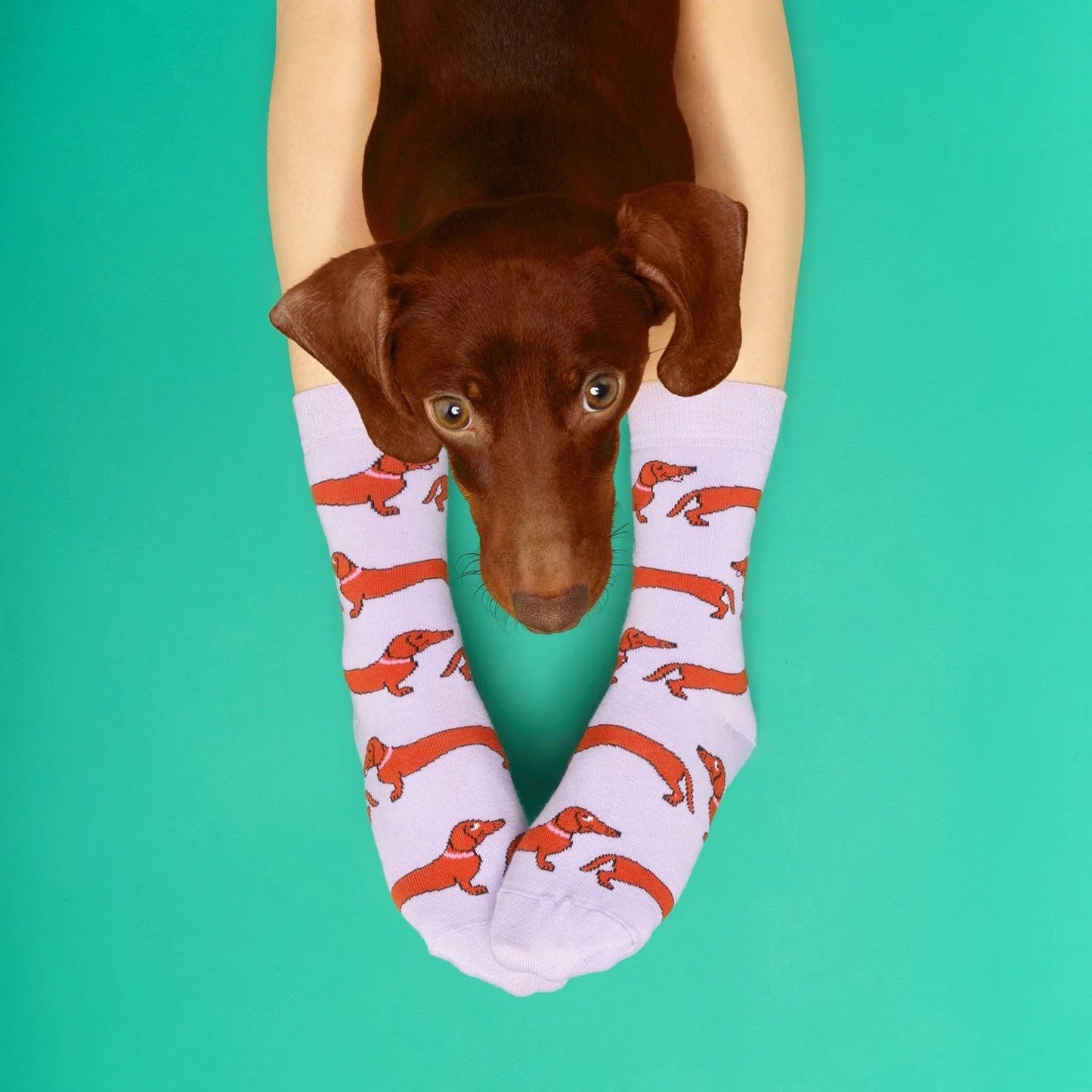 Dachshund socks
