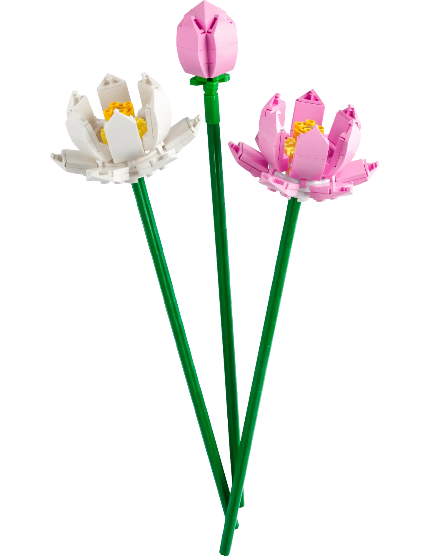 Lotus Flowers