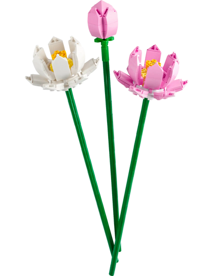 Lotus Flowers